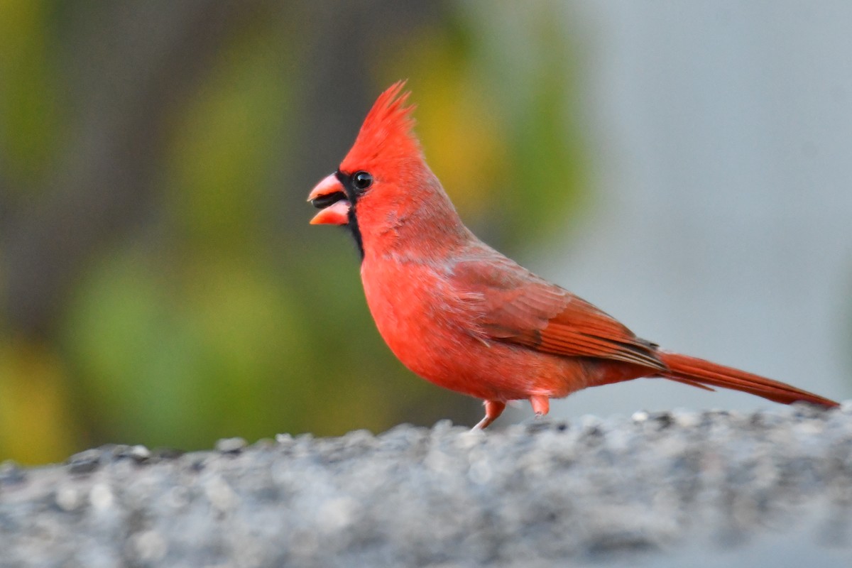 Cardinal rouge - ML645155834