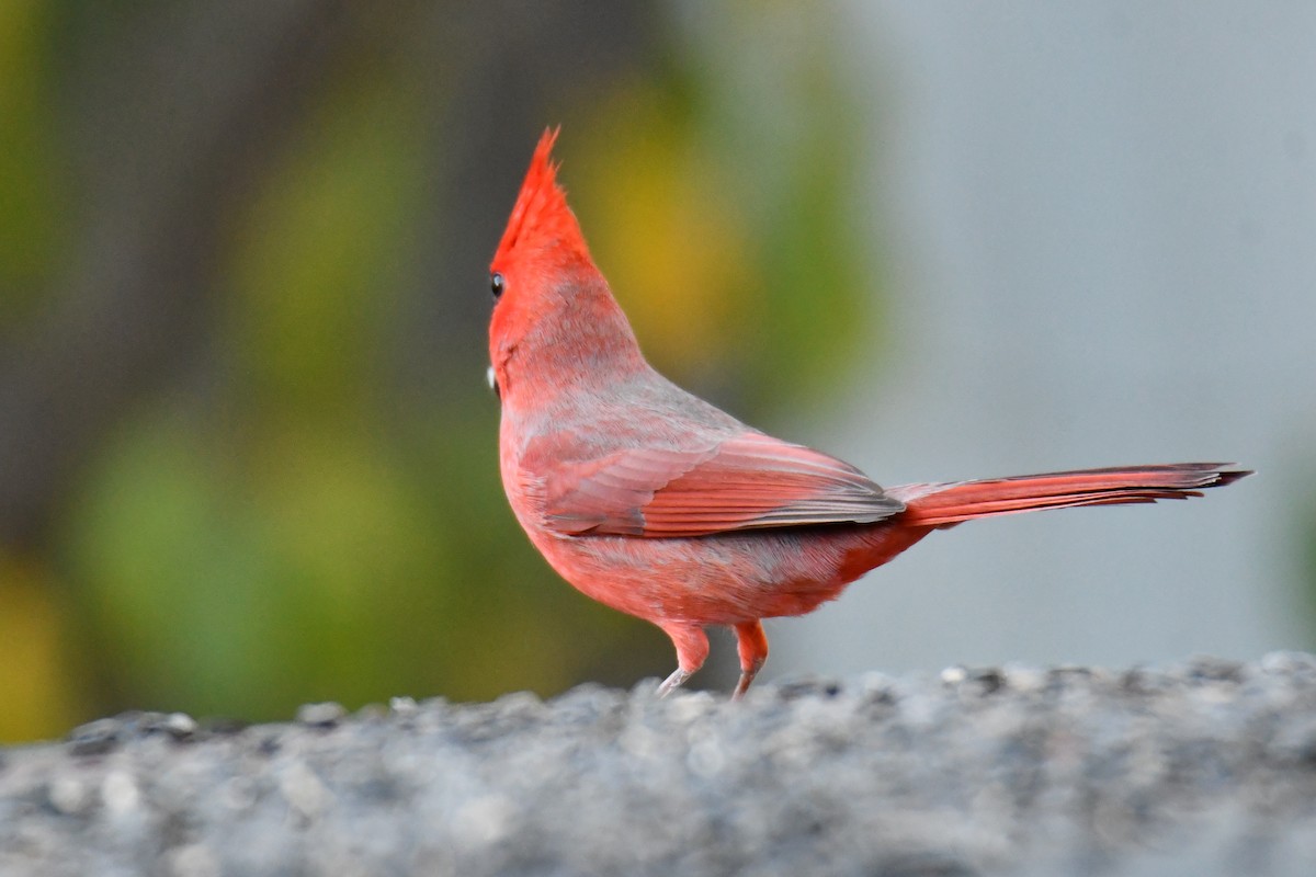 Cardinal rouge - ML645155835