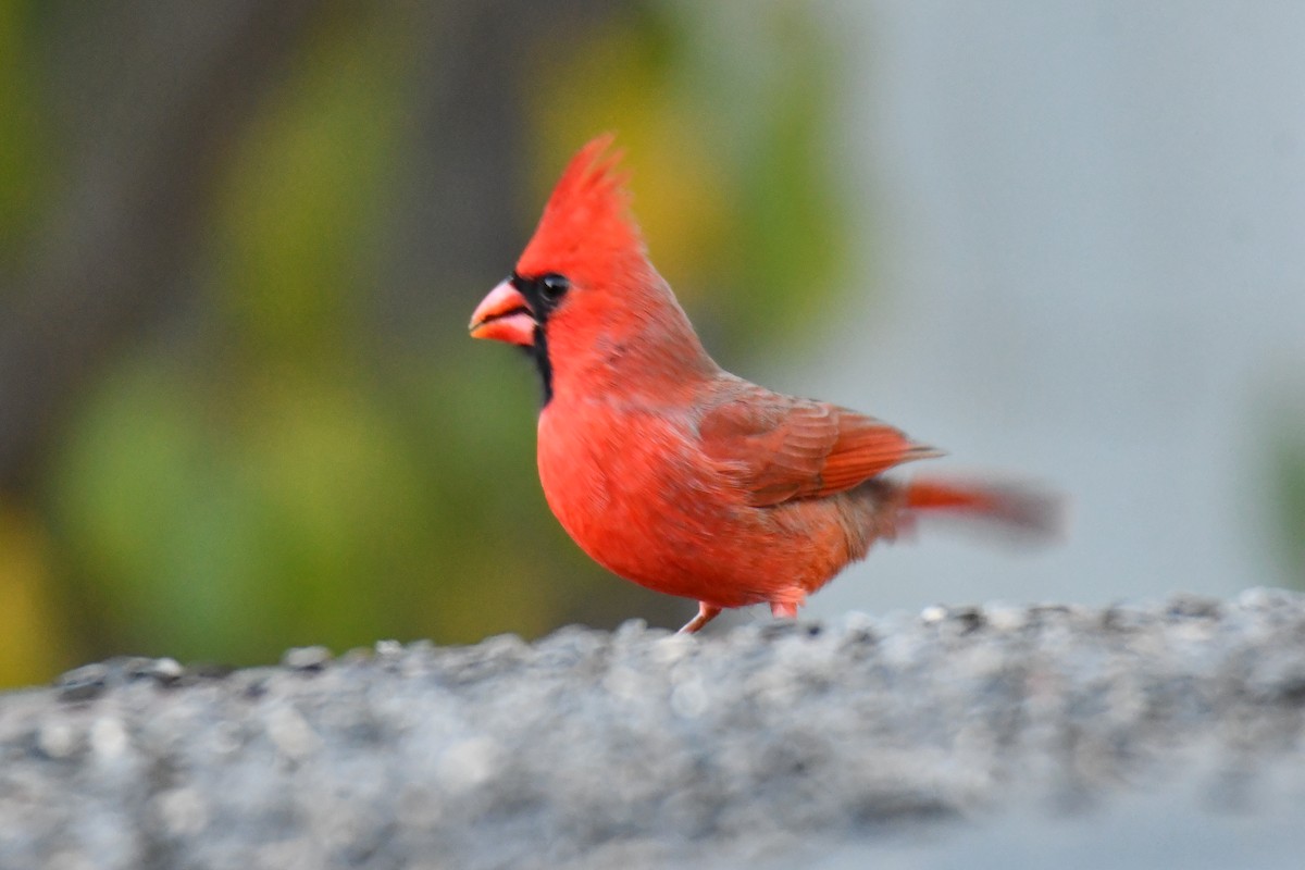 Cardinal rouge - ML645155836