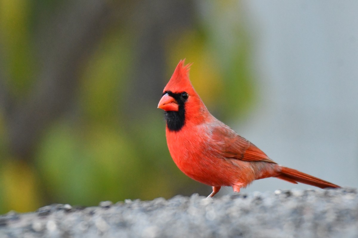 Cardinal rouge - ML645155837