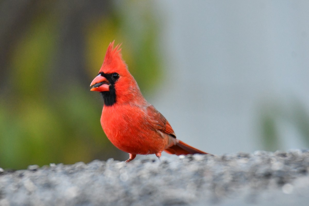 Cardinal rouge - ML645155838