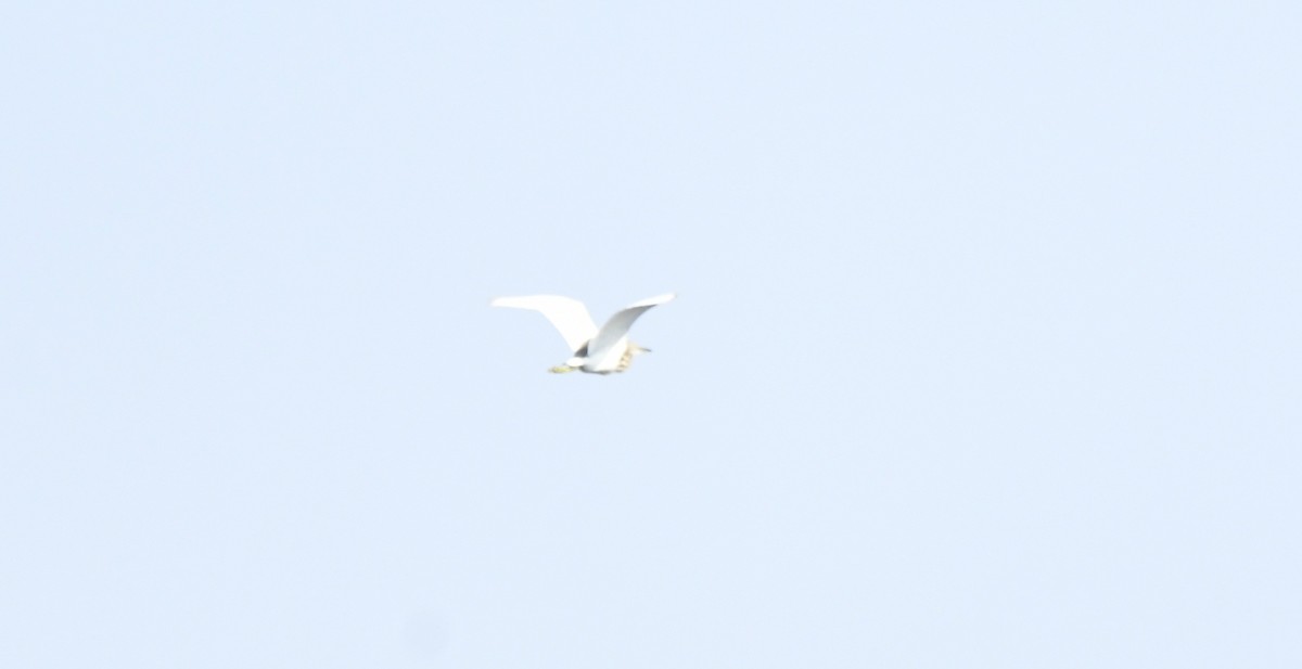 Crabier de Gray - ML645155839