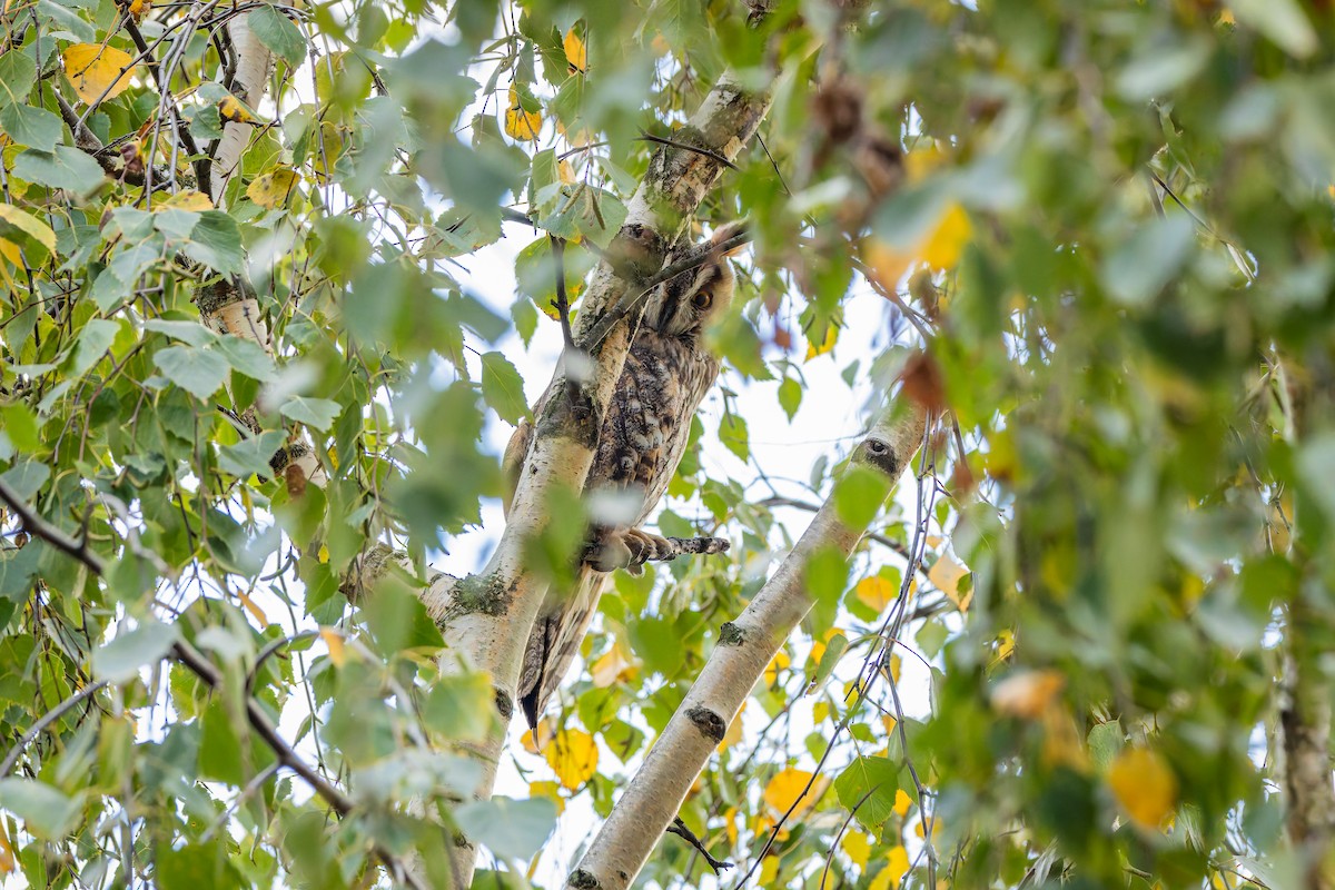 Hibou moyen-duc - ML645155840