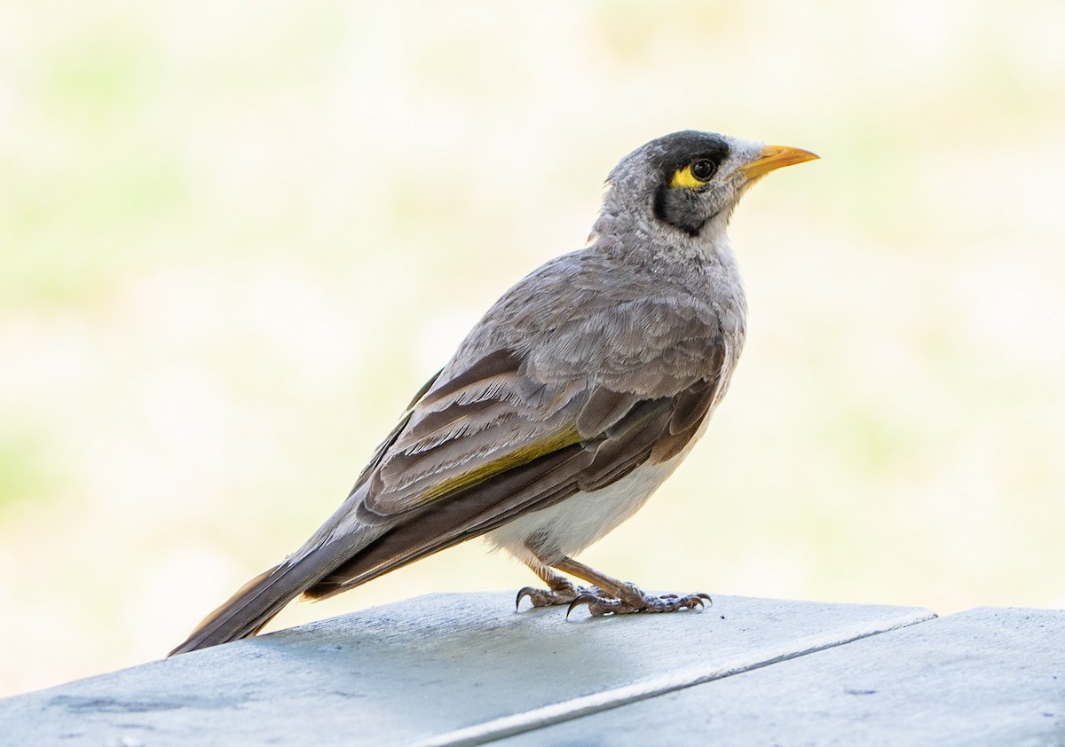 Méliphage bruyant - ML645155841