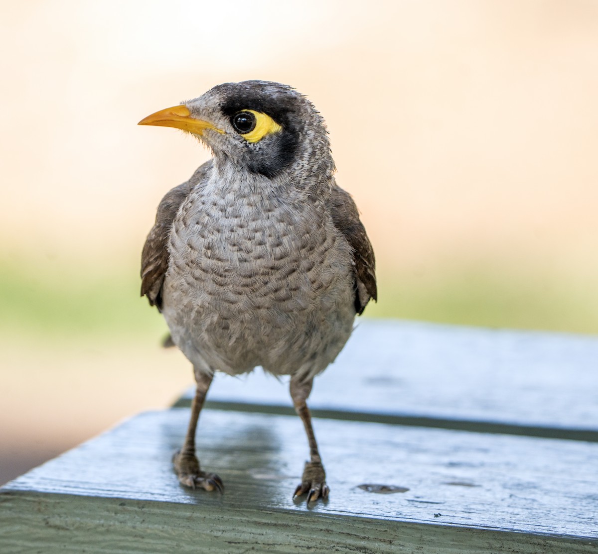 Méliphage bruyant - ML645155842