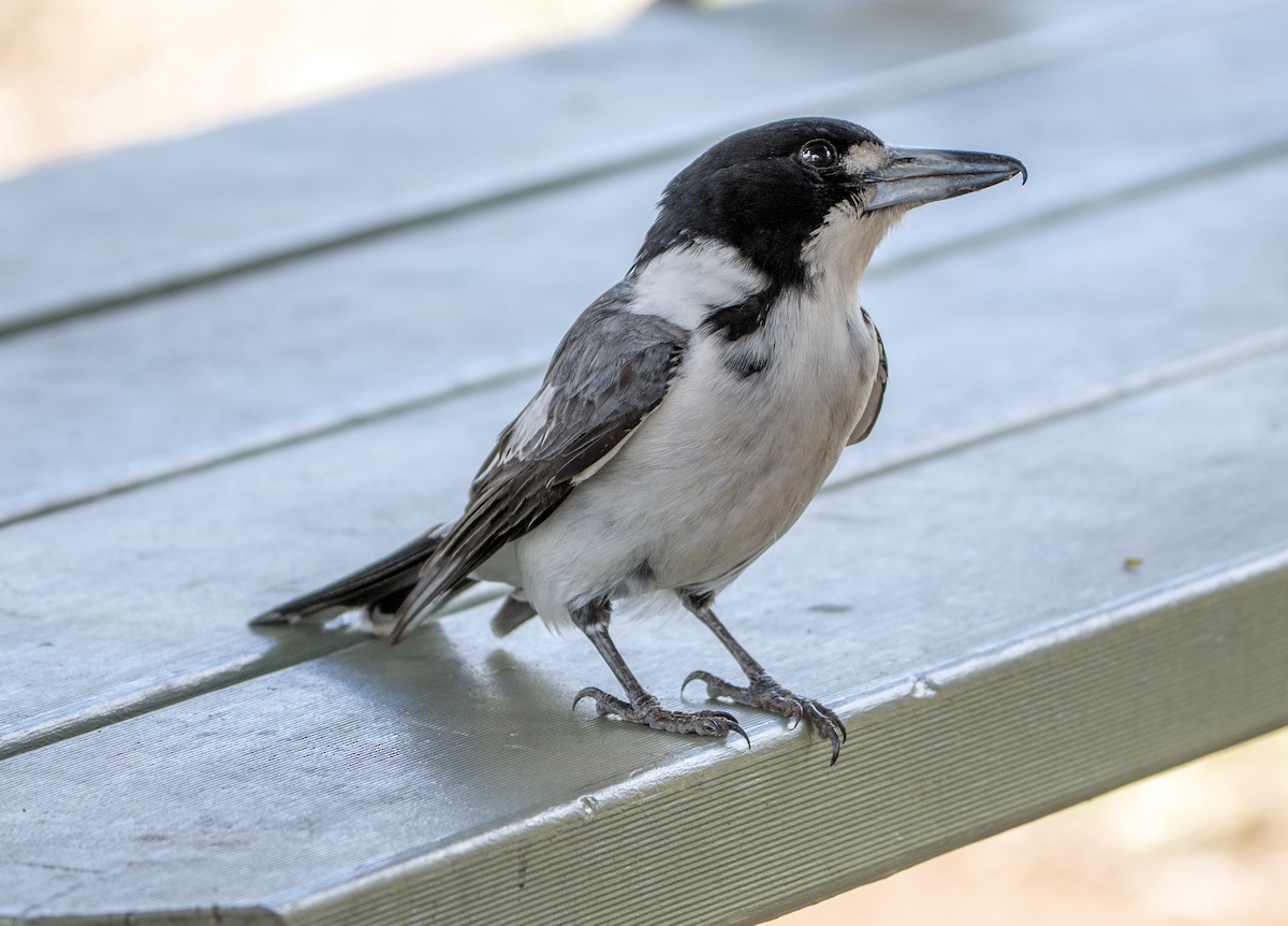 Cassican à collier - ML645155843