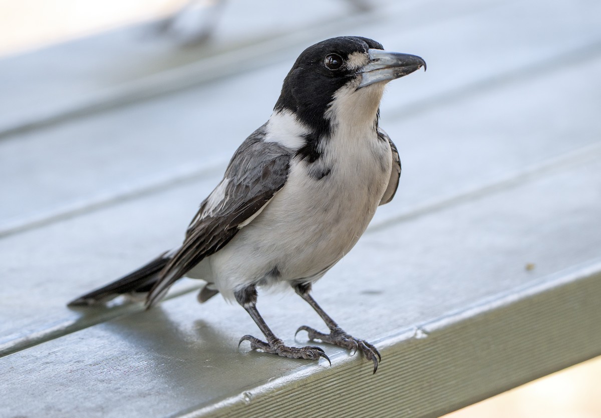 Cassican à collier - ML645155844