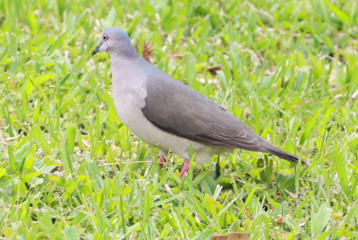 Colombe de Verreaux - ML645155846