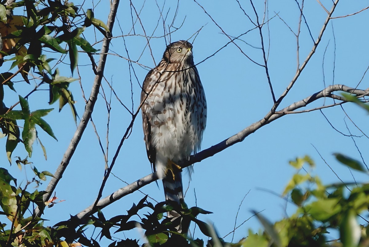Épervier de Cooper - ML645155847