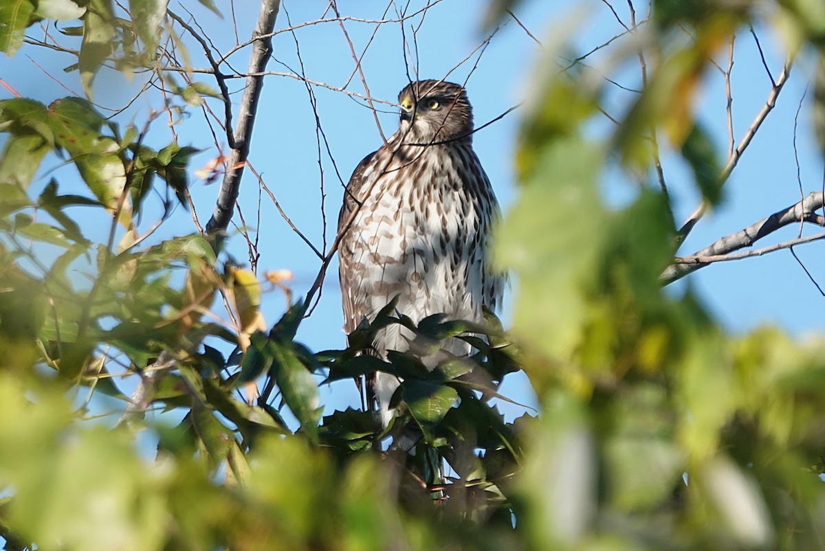 Épervier de Cooper - ML645155848