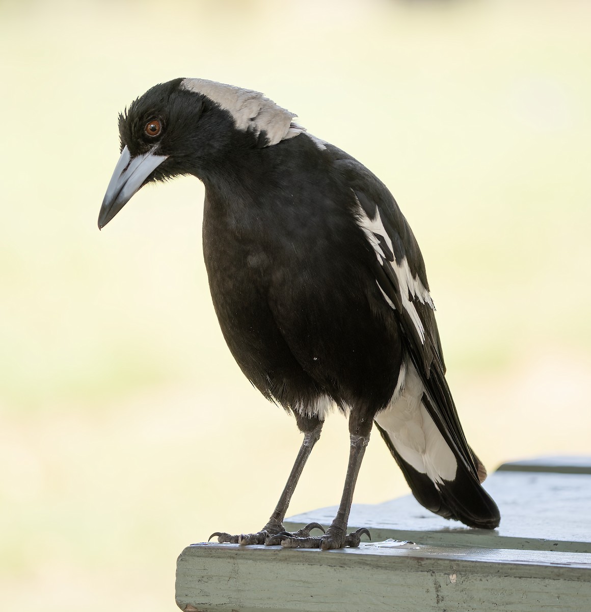 Cassican flûteur - ML645155851