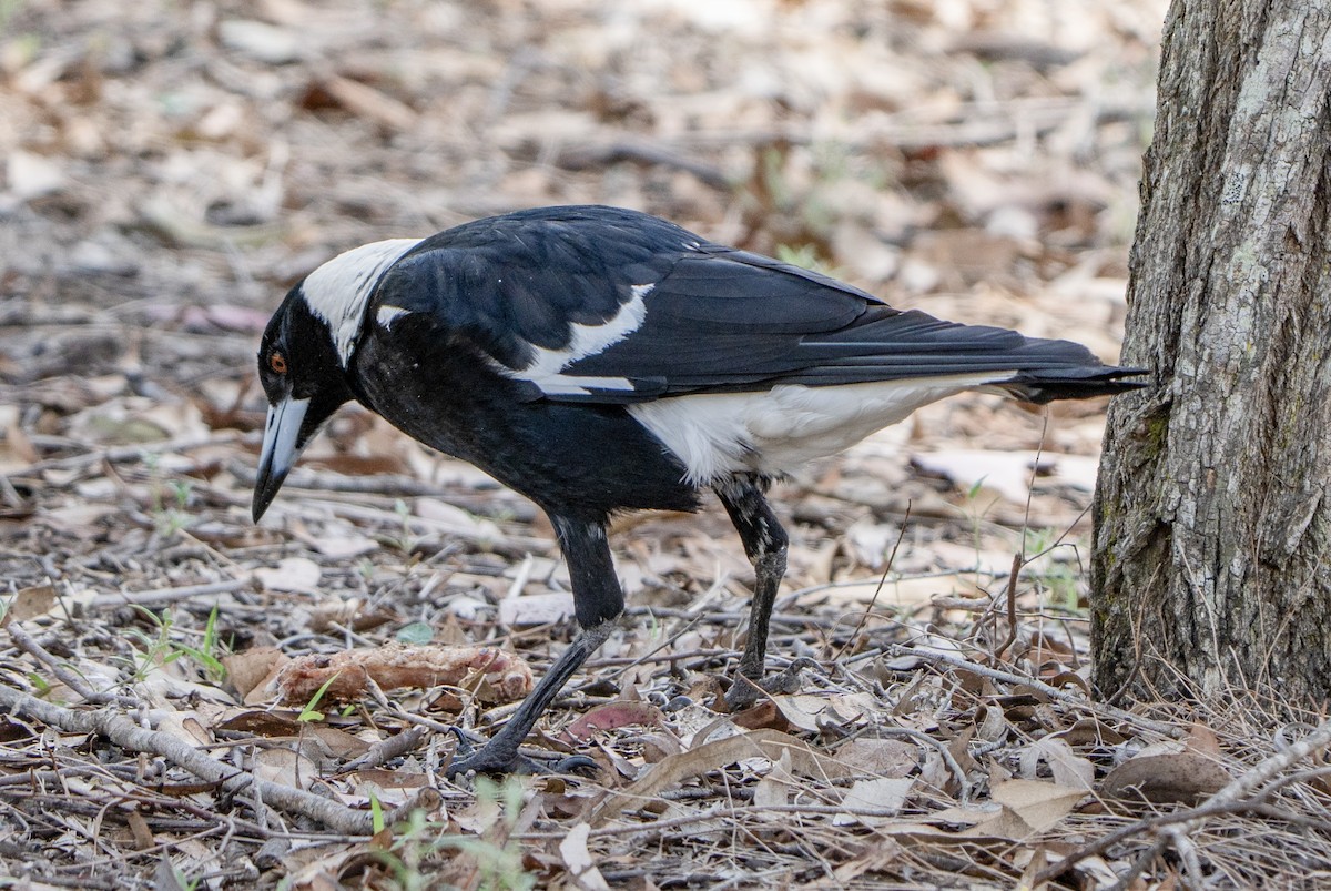 Cassican flûteur - ML645155852