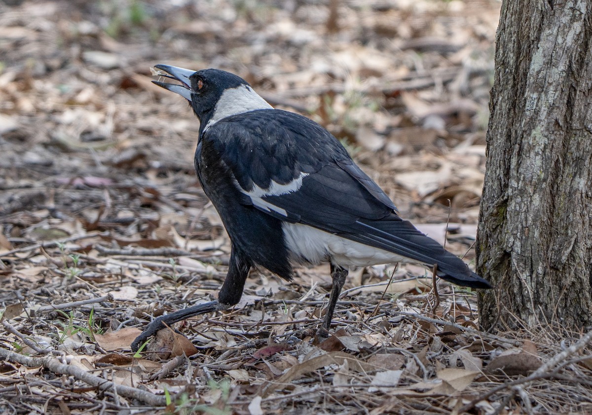 Cassican flûteur - ML645155853