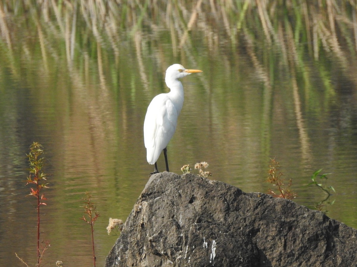 Héron de Coromandel - ML645155854