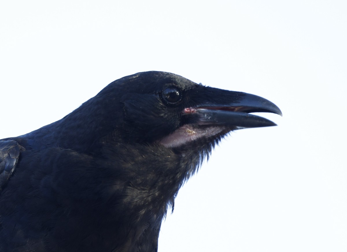 Corbeau d'Australie - ML645155855