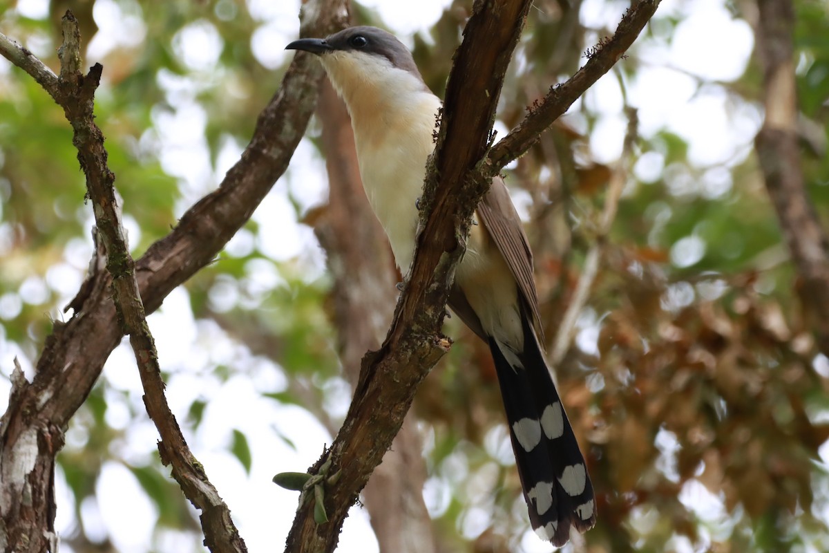 Coulicou de Vieillot - ML645155857