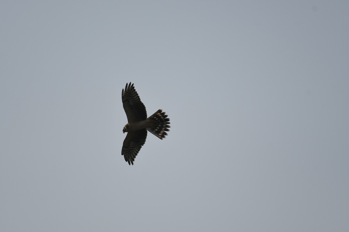 Aguilucho Papialbo - ML645155862