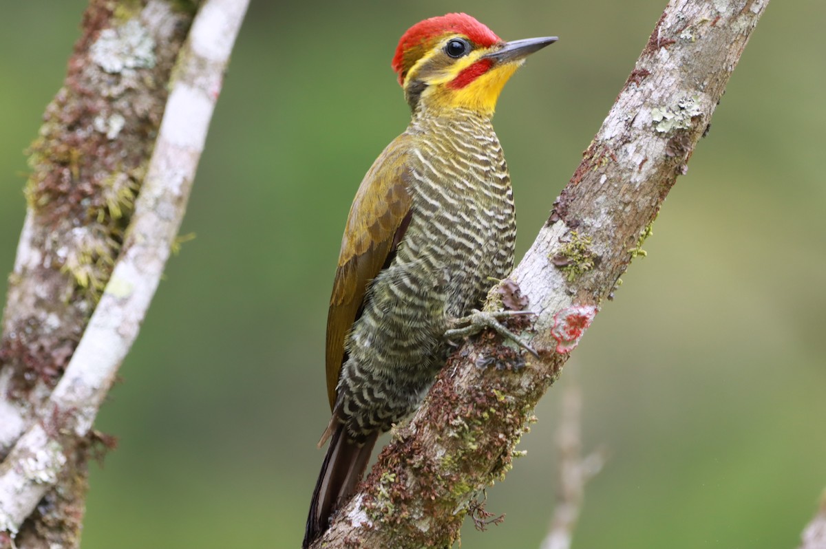 Altın Kaşlı Ağaçkakan - ML645155864