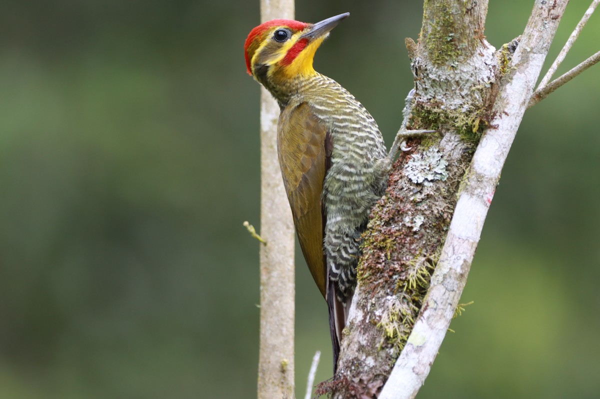 Altın Kaşlı Ağaçkakan - ML645155865