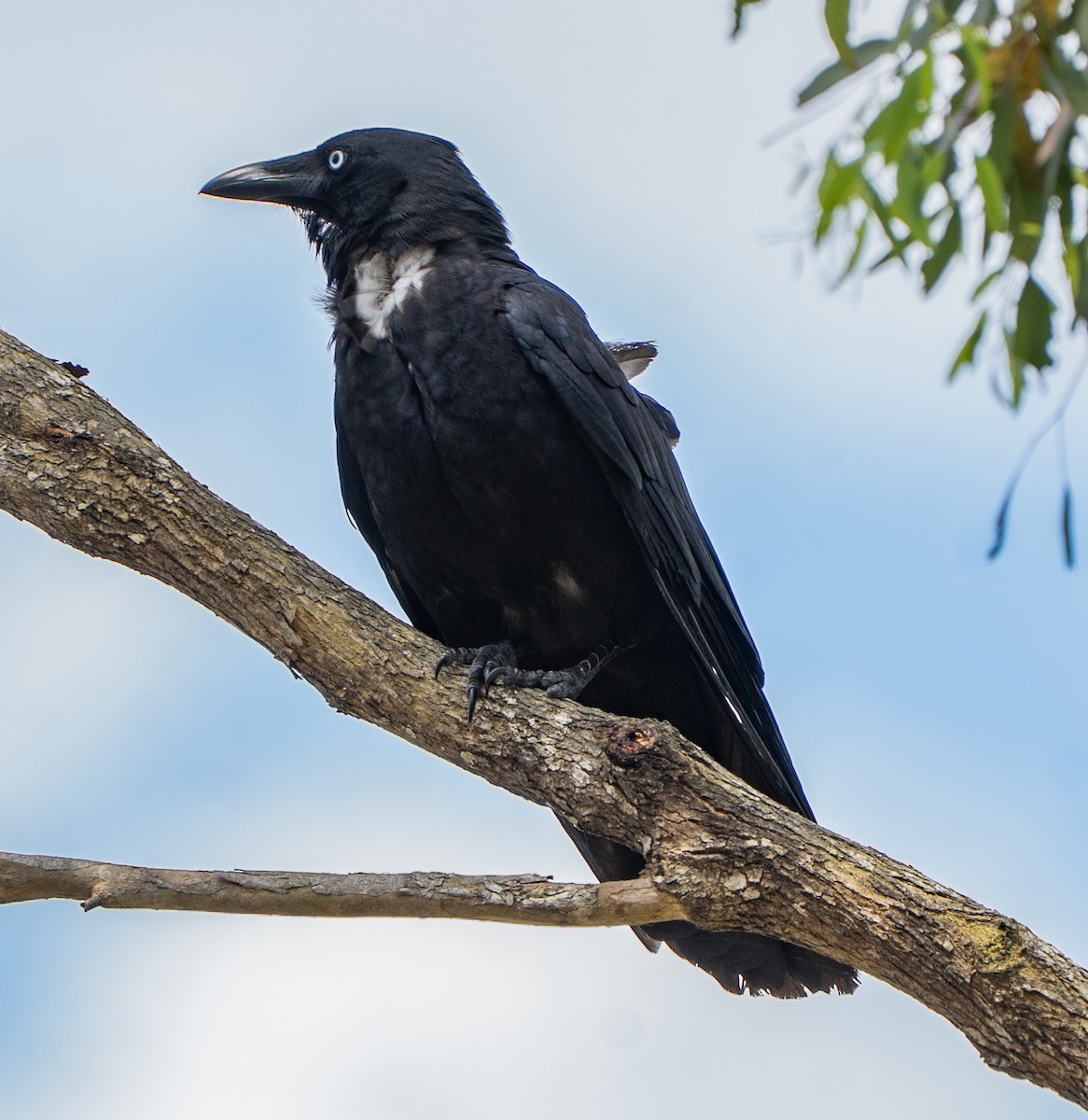 Torresian Crow - ML645155867