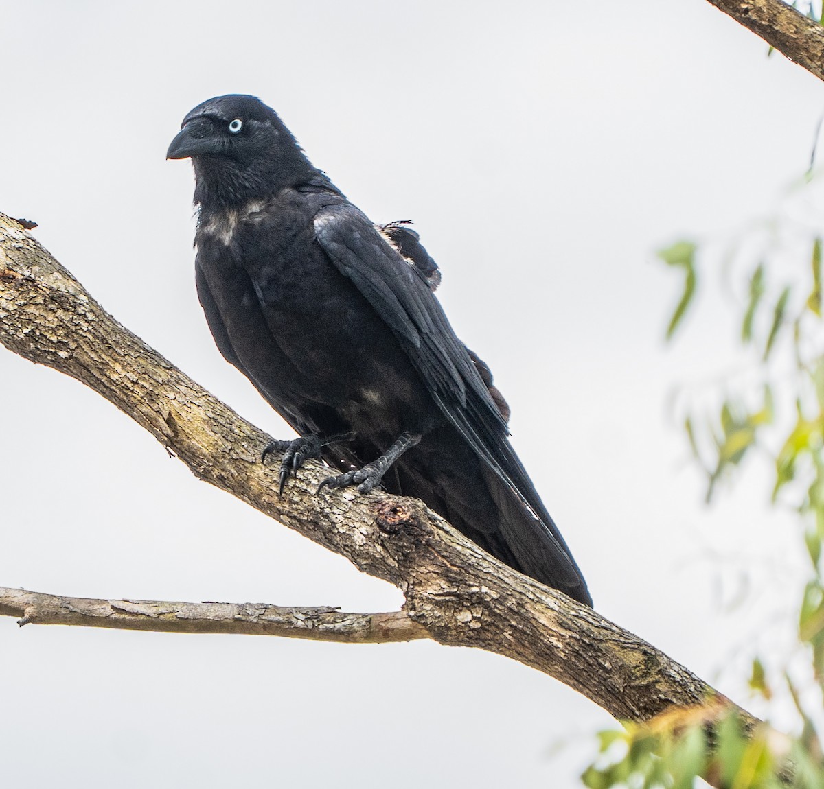 Torresian Crow - ML645155868