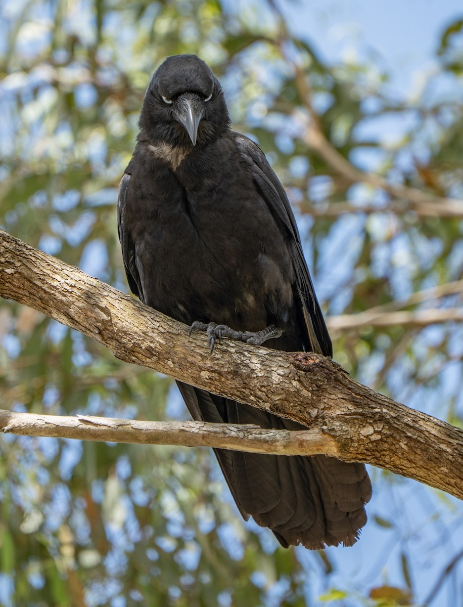 Torresian Crow - ML645155869