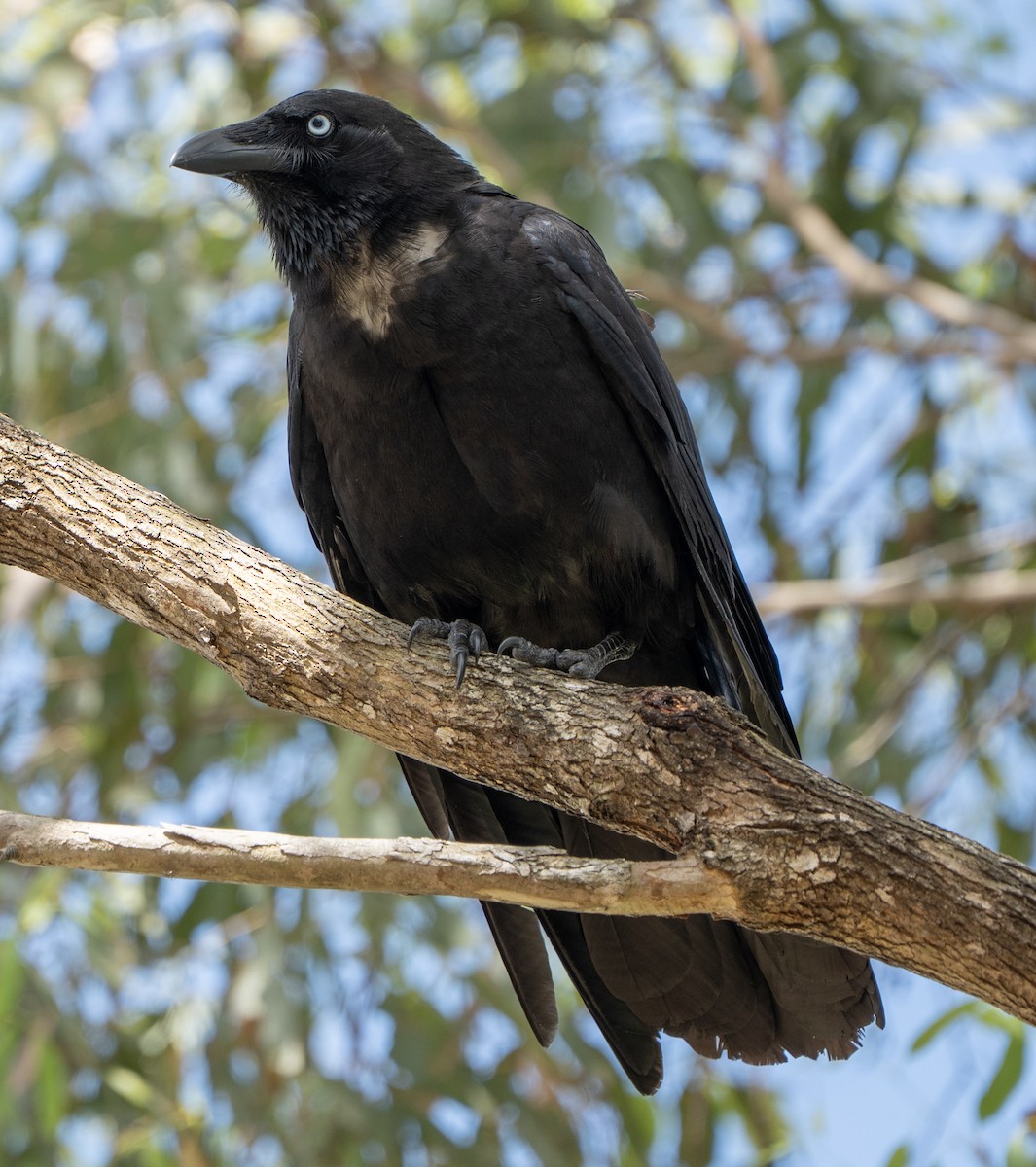 Torresian Crow - ML645155870