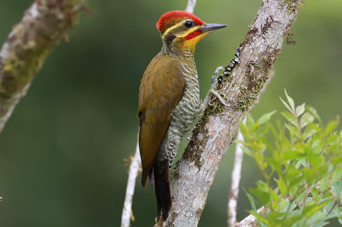 Altın Kaşlı Ağaçkakan - ML645155875