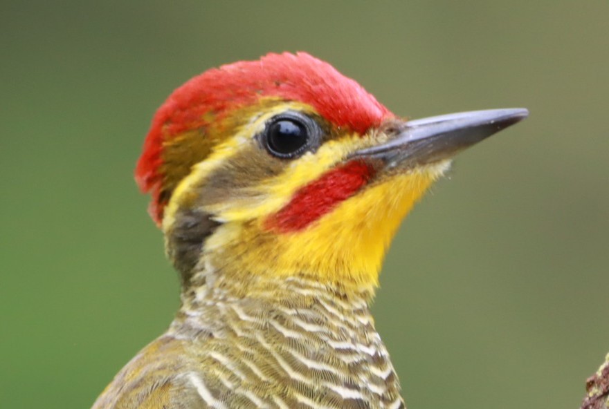 Altın Kaşlı Ağaçkakan - ML645155880