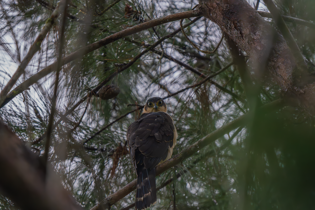 Bicolored Hawk - ML645155890