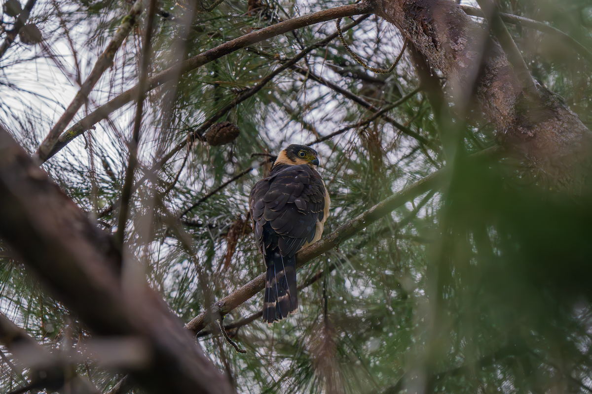 Bicolored Hawk - ML645155891