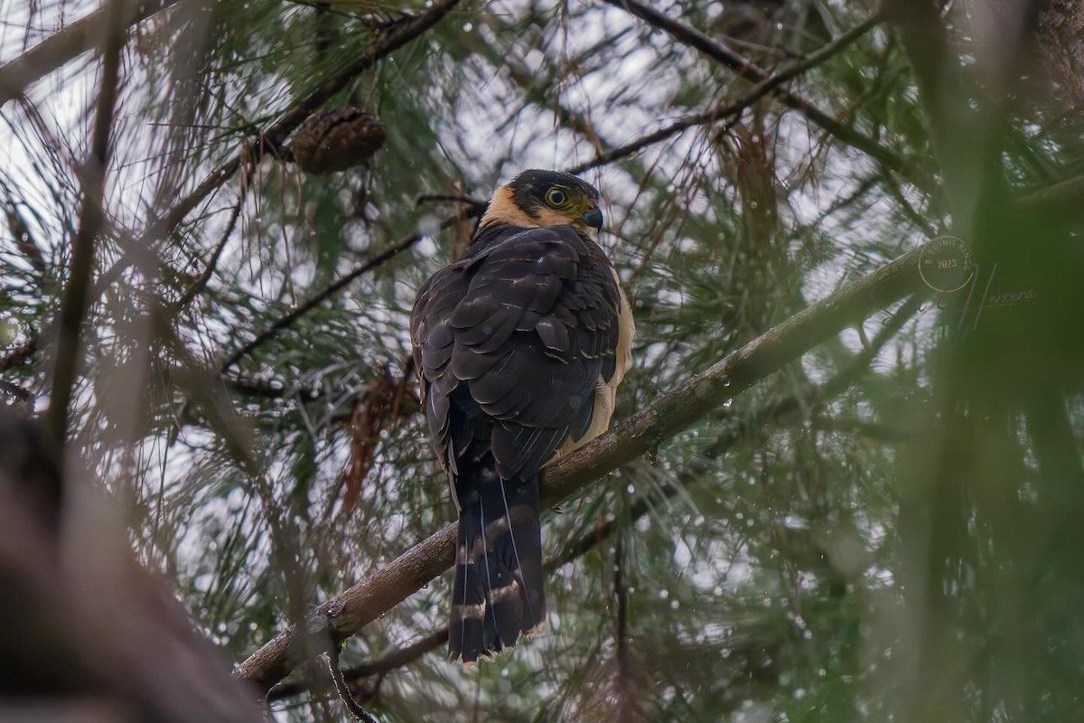 Bicolored Hawk - ML645155901