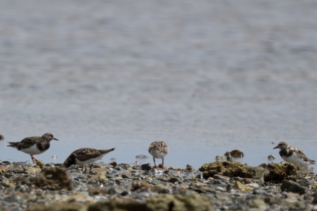 翻石鷸 - ML645155902