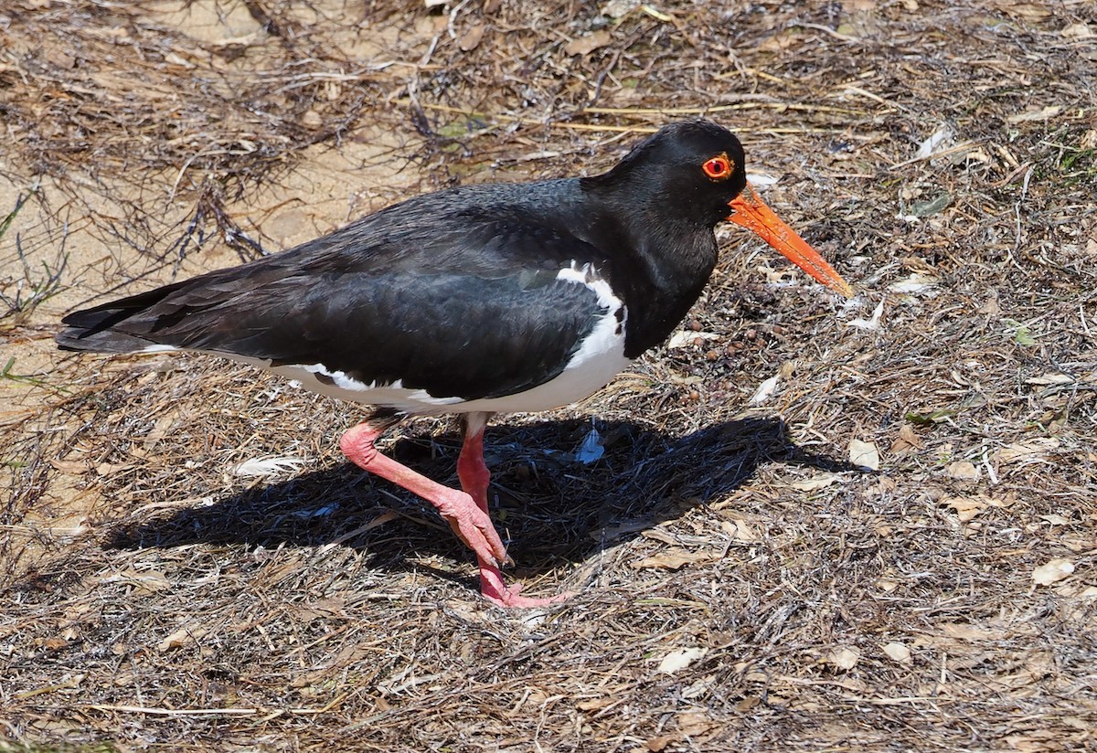 Pied Oystercatcher - ML645155957