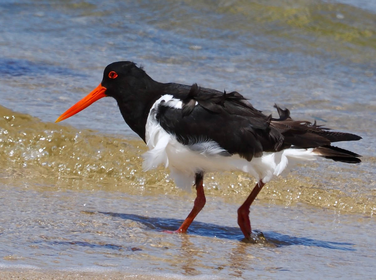 Pied Oystercatcher - ML645155958