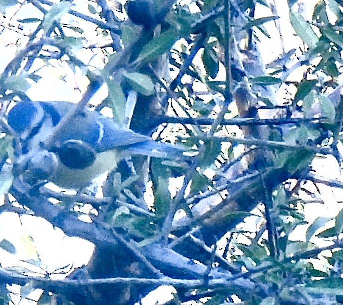 Eurasian Blue Tit - ML645155959