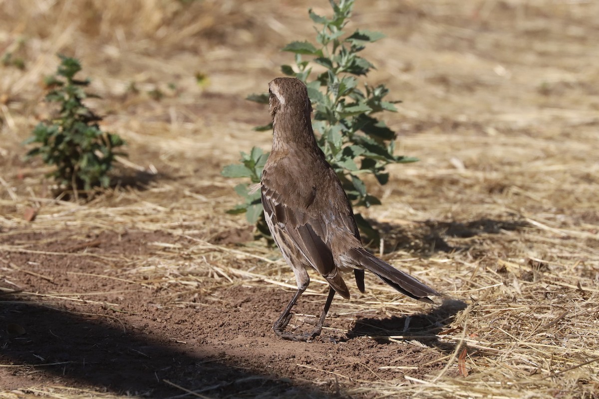 Chilean Mockingbird - ML645155961