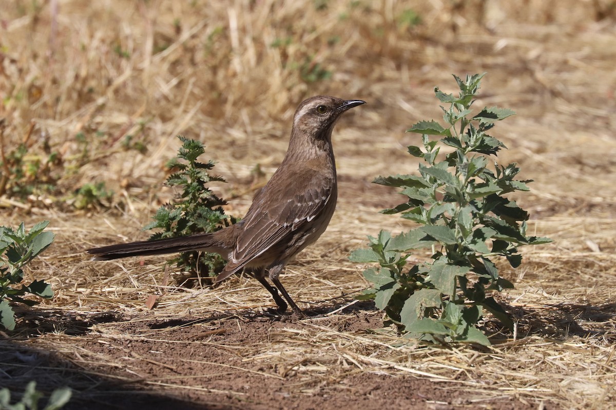 Chilean Mockingbird - ML645155963