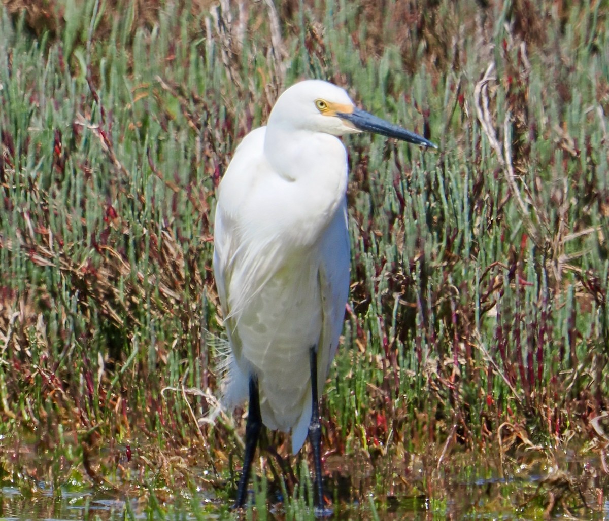 小白鷺(immaculata) - ML645155964
