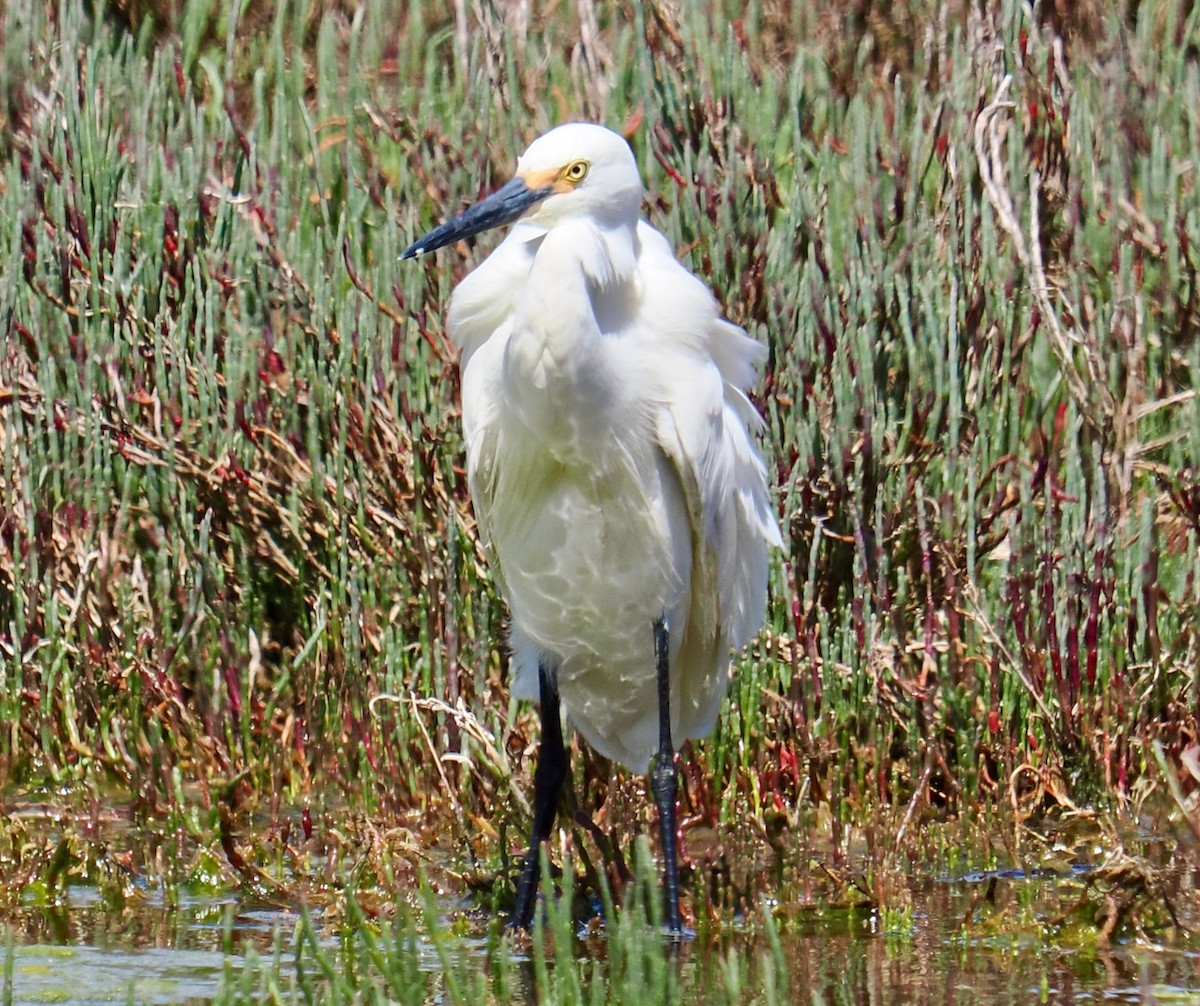 小白鷺(immaculata) - ML645155965