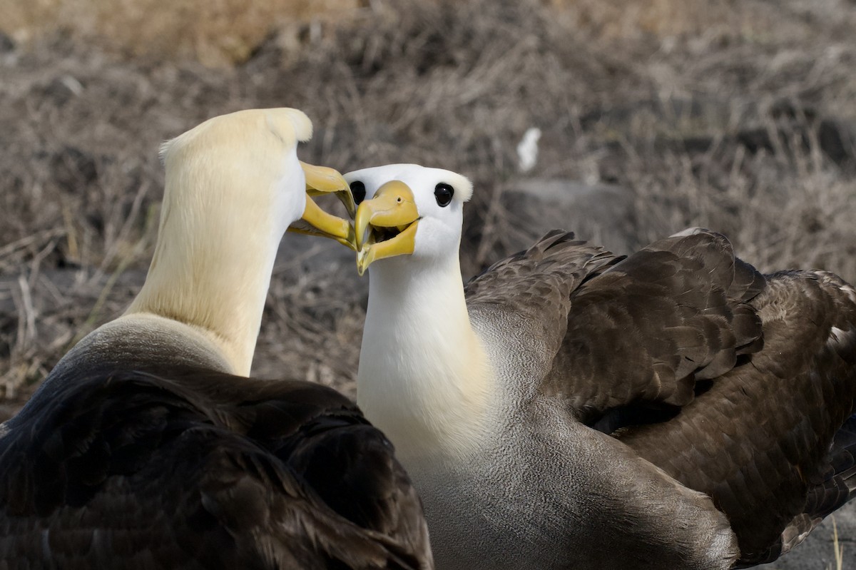 Waved Albatross - ML645155966