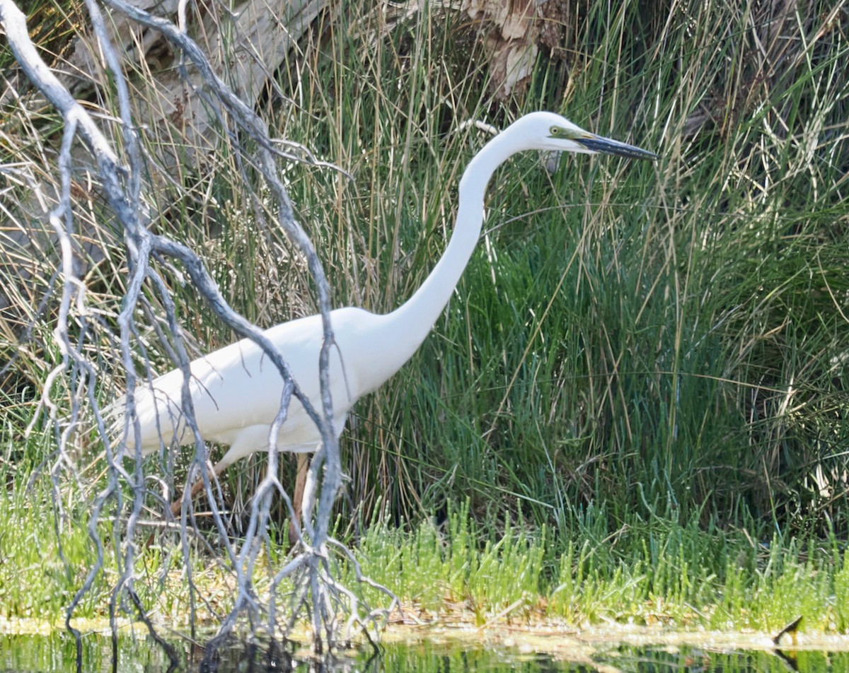 大白鷺(modesta) - ML645155967