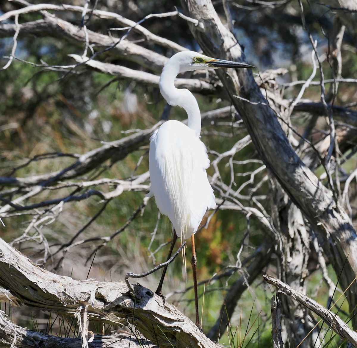 大白鷺(modesta) - ML645155968