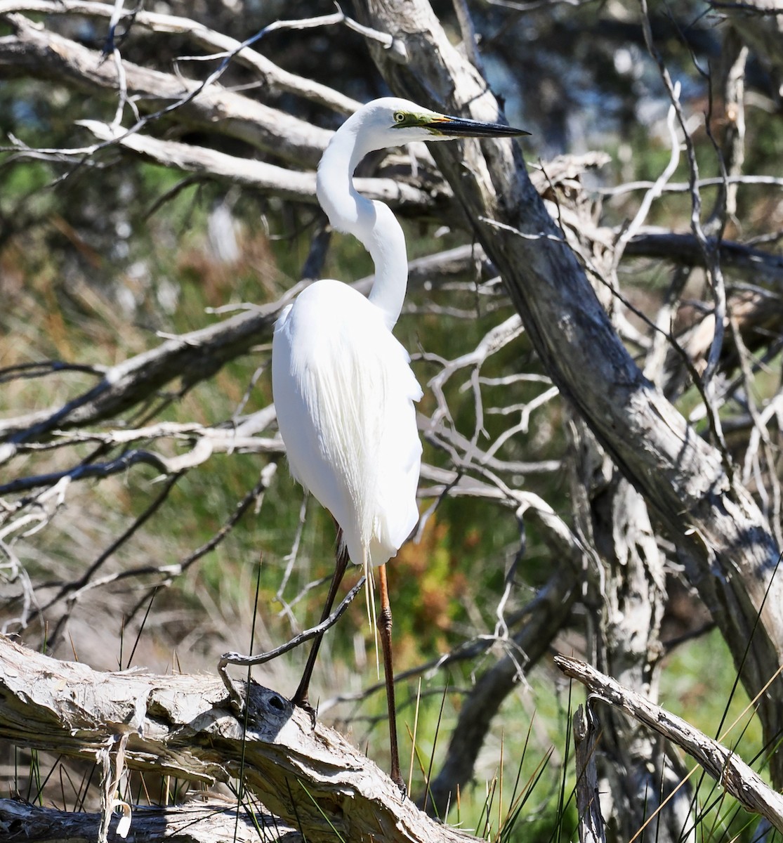 大白鷺(modesta) - ML645155969