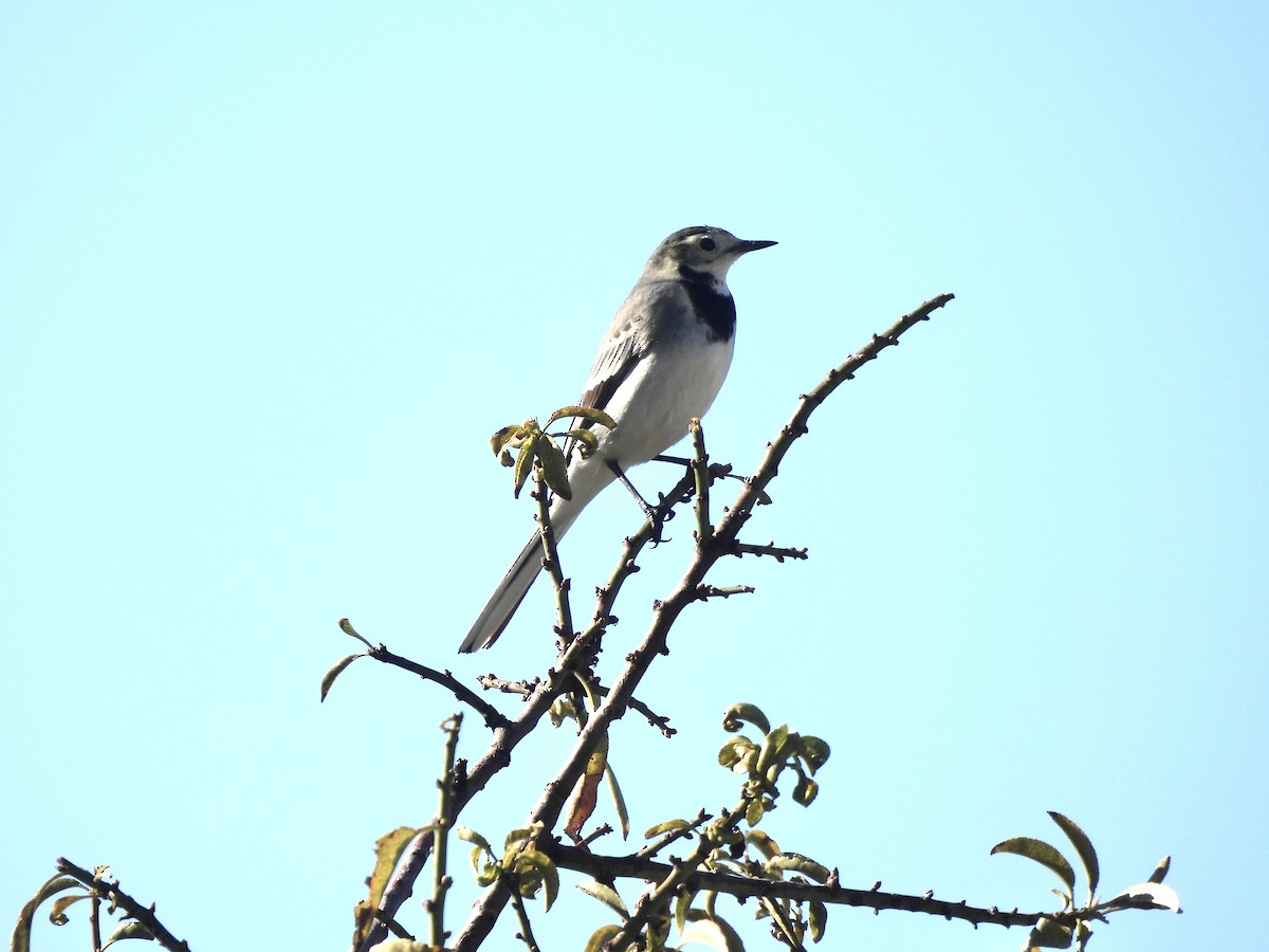 白鶺鴒 - ML645155970