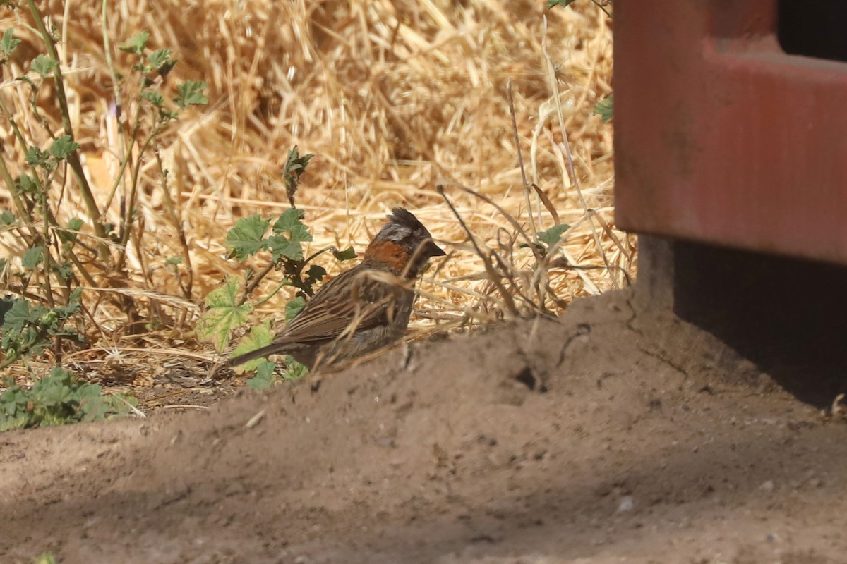 Rufous-collared Sparrow - ML645155971
