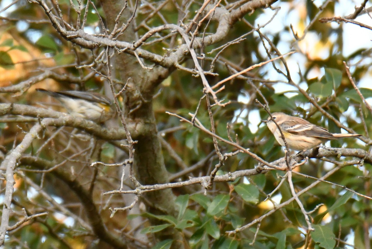 Yellow-rumped Warbler - ML645155972