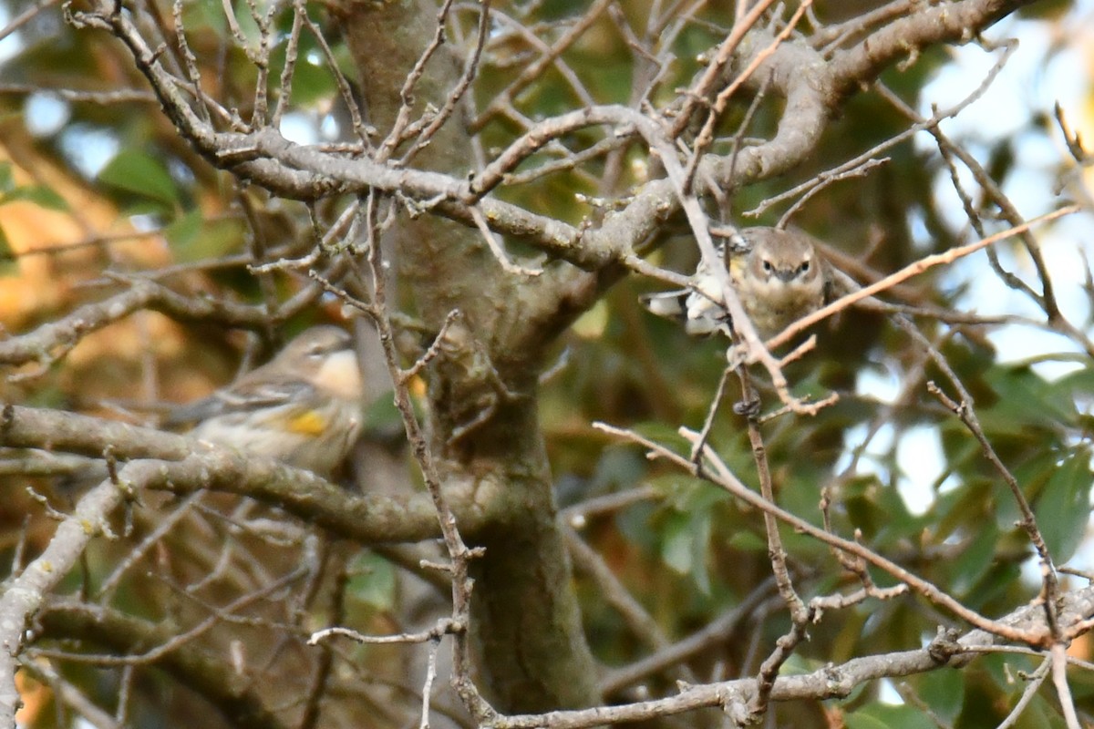 Yellow-rumped Warbler - ML645155973