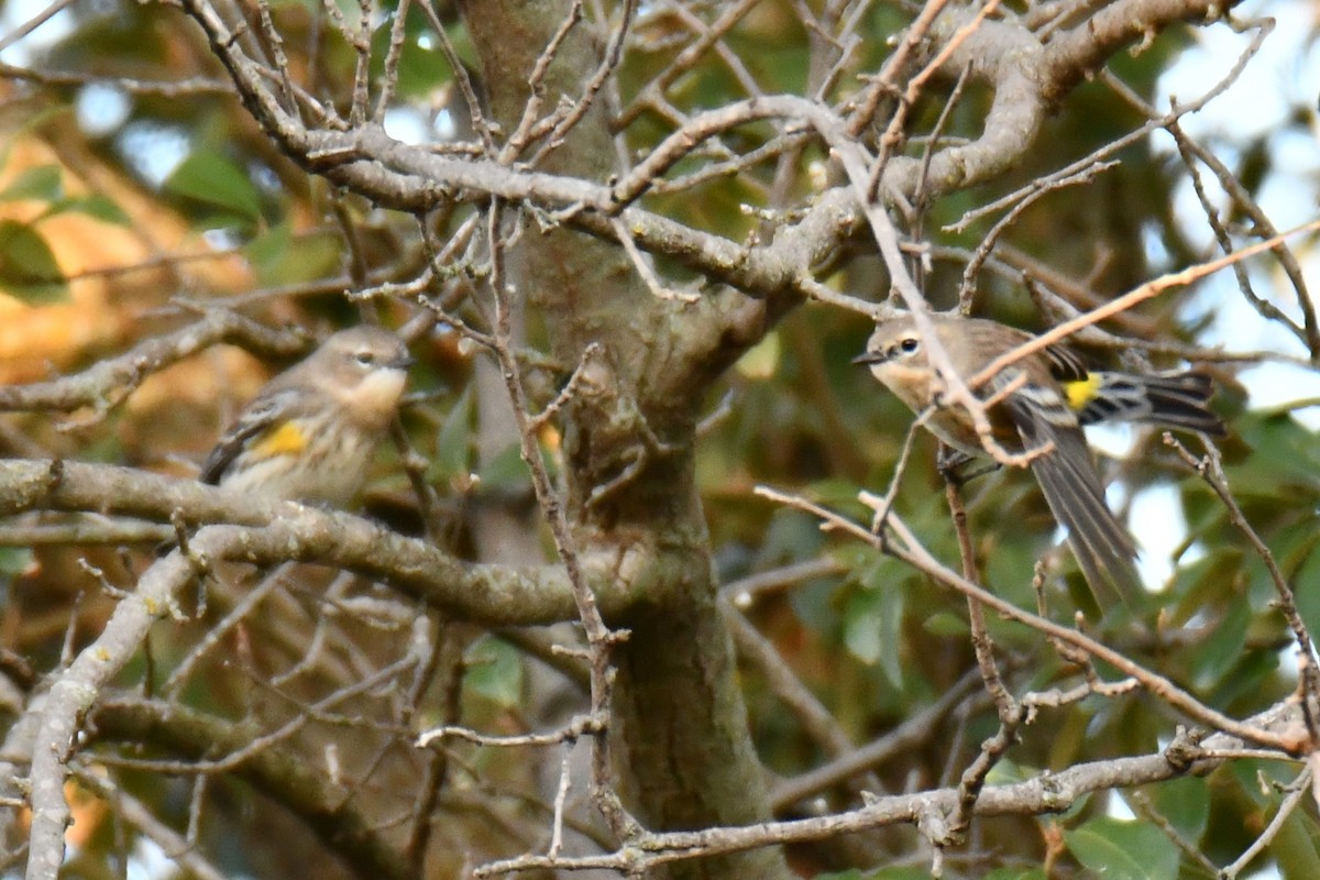 Yellow-rumped Warbler - ML645155974