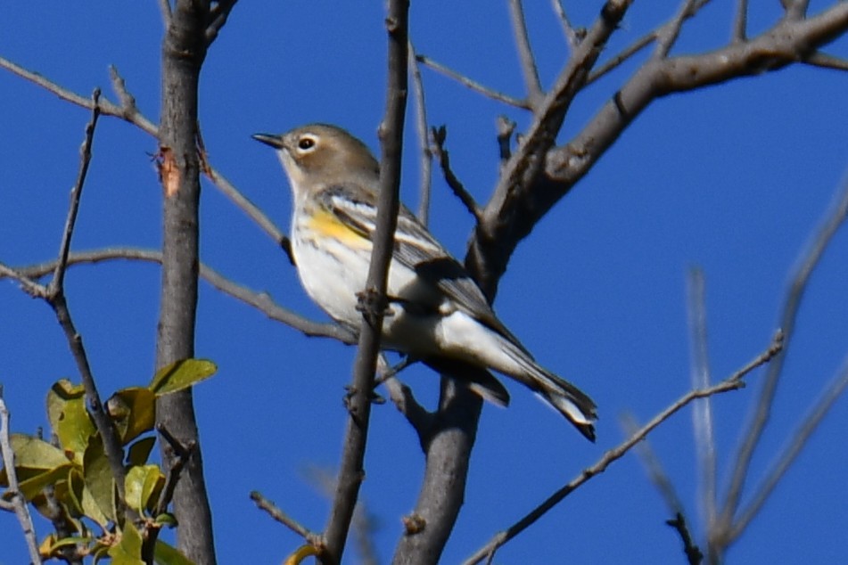 Yellow-rumped Warbler - ML645155975